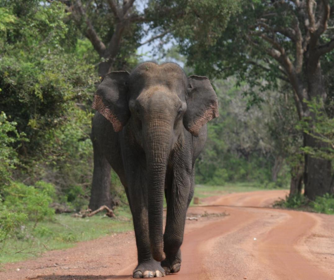 Yala Rich Lodge Tissamaharama Exteriör bild