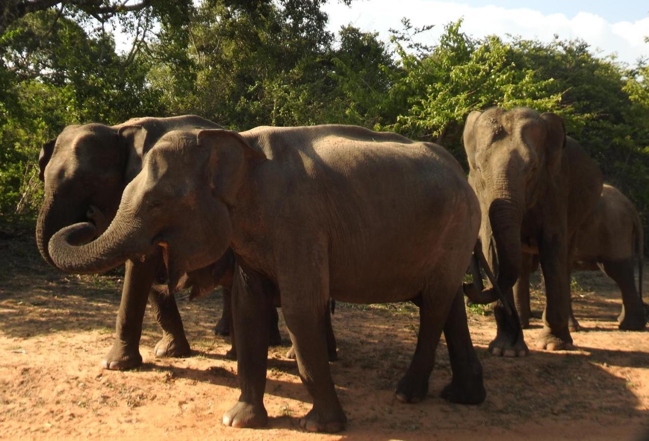Yala Rich Lodge Tissamaharama Exteriör bild